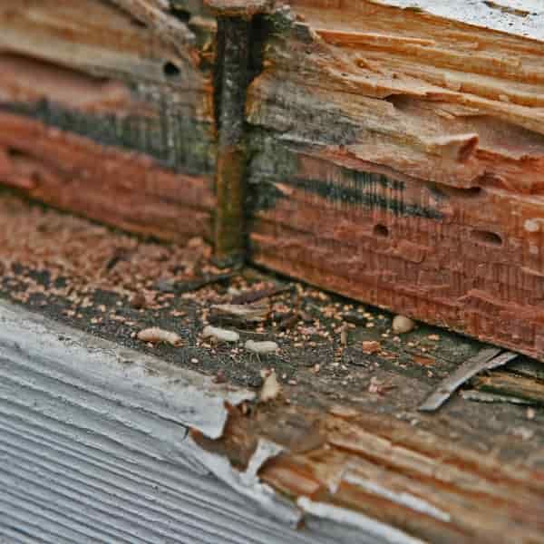 Wood sill plate eaten away by termites